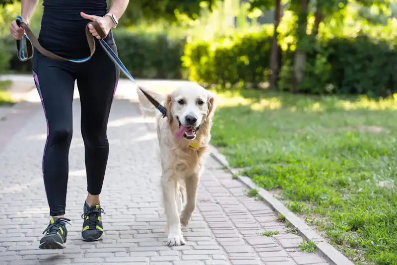 Walking Dog for Exercise