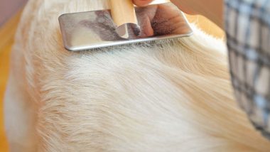 How to Groom a Golden Retriever