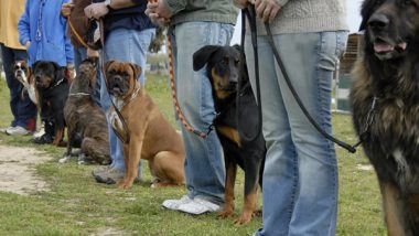 Obedience School for Dogs