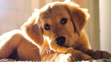 Playing with Your Puppy