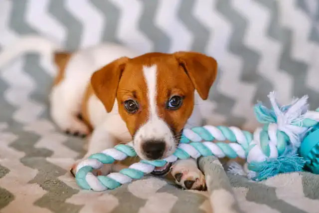 Puppy Playing with Rope Toy