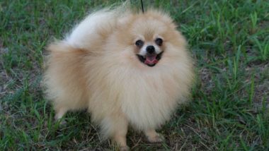 The Pomeranian