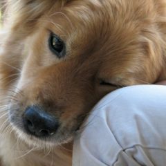 A Dog's 10 Commandments