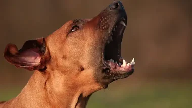 Dog Barking Excessively