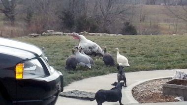 Belle and Bailey and the Turkeys