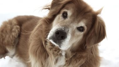 Training an Older Dog