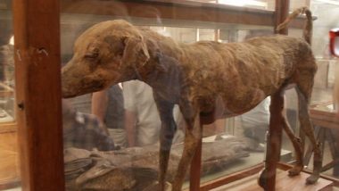 A Mummified Dog