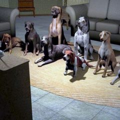 Dogs watching tv