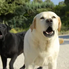 Two Barking Dogs