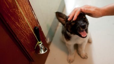 Housebreaking by Bell Method