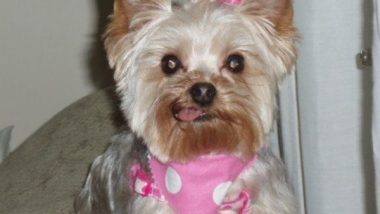 Birthday parties for dogs