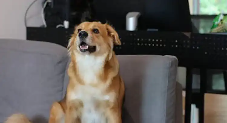 Dog Alone in Apartment