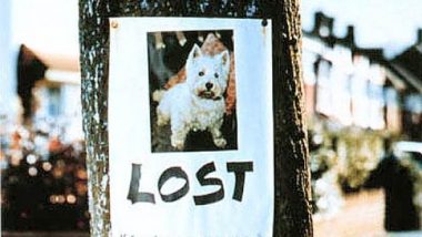 Lost Dogs