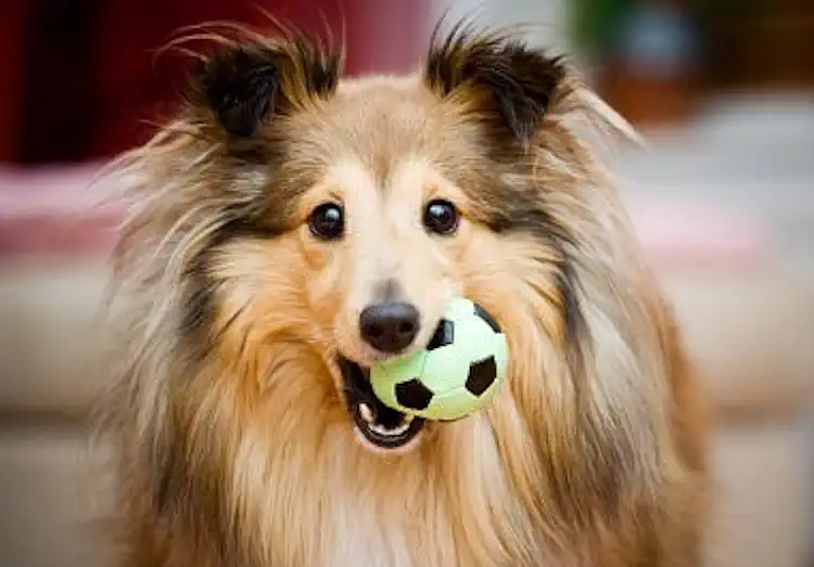 Dog Playing with a Ball