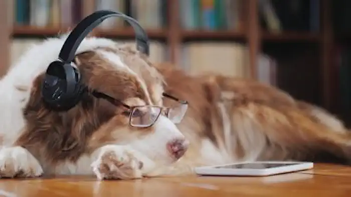 Dog Wearing Headphones and Listening to Music