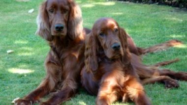 Irish Red Setters