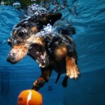Underwater Dogs