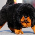 Tibetan Mastiff