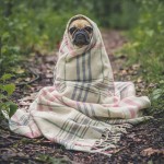 Pug In A Blanket