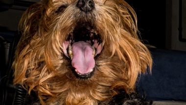 Yorkshire Terrier with Open Mouth