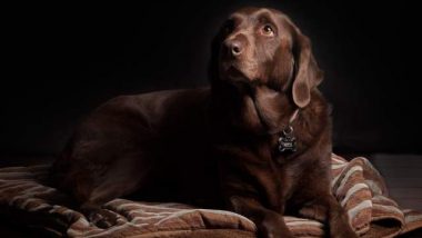 A Beautiful Chocolate Lab