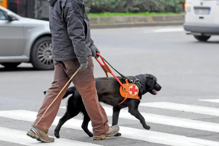Blind Man and His Guide Dog Crossing the Street