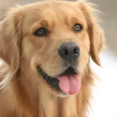 Buddy the Golden Retriever