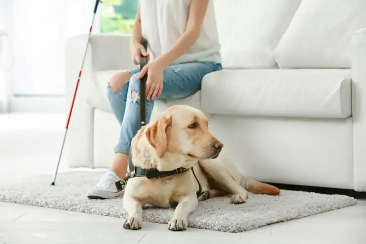 Guide Dog at Home