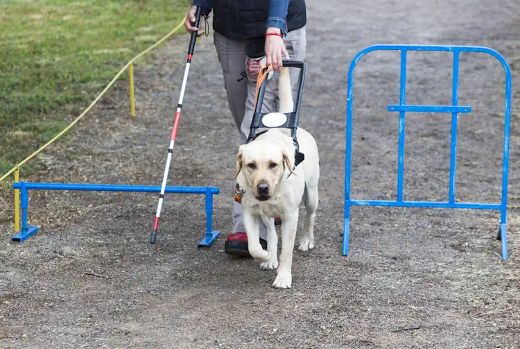 Human and Guide Dog Team Training