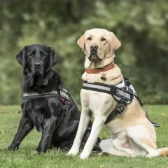 Guide Dogs