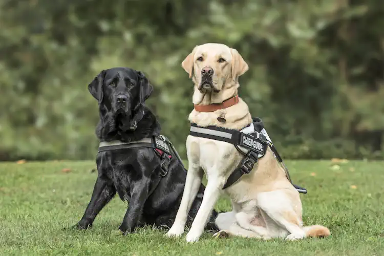 Guide Dogs