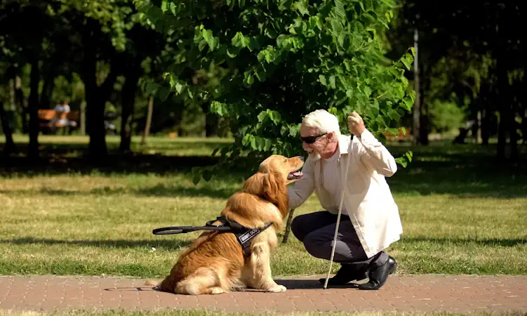 Blind Senior Many with Senior Guide Dog