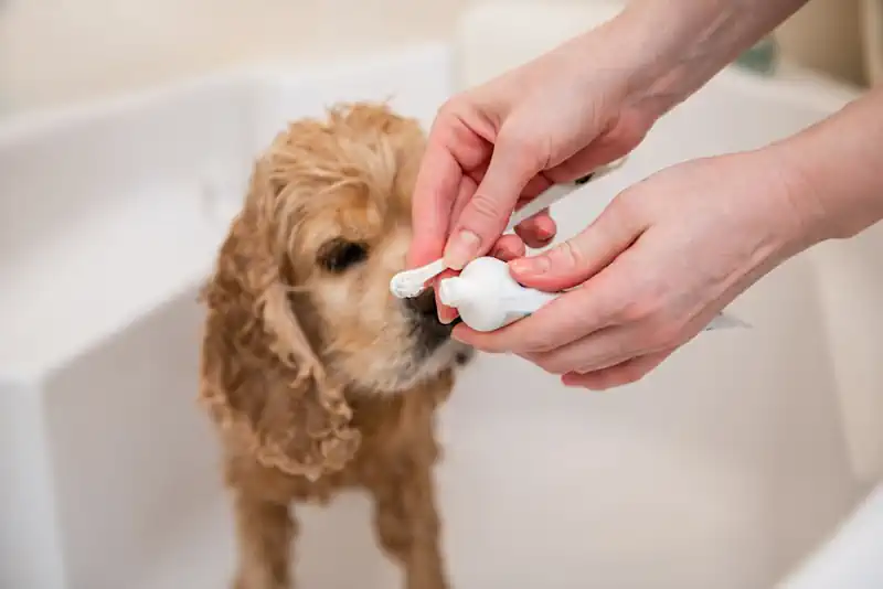Brushing Dog's Teeth in the Bathtub