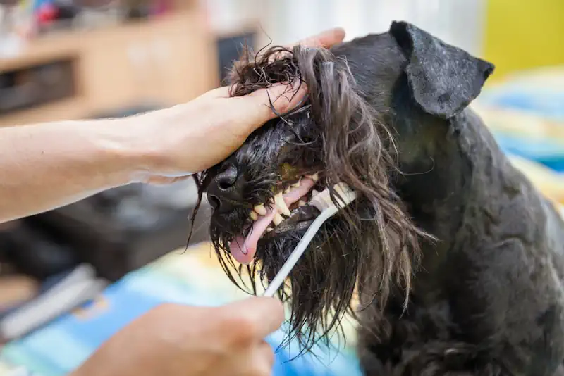 Brushing a Scottie Dog's Teeth