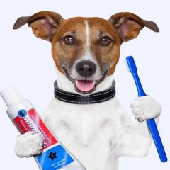Dog with Toothpaste and Toothbrush