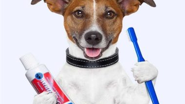 Dog with Toothpaste and Toothbrush