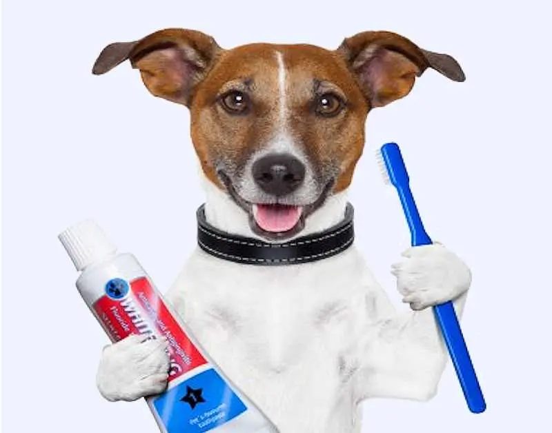 Dog with Toothbrush and Toothpaste