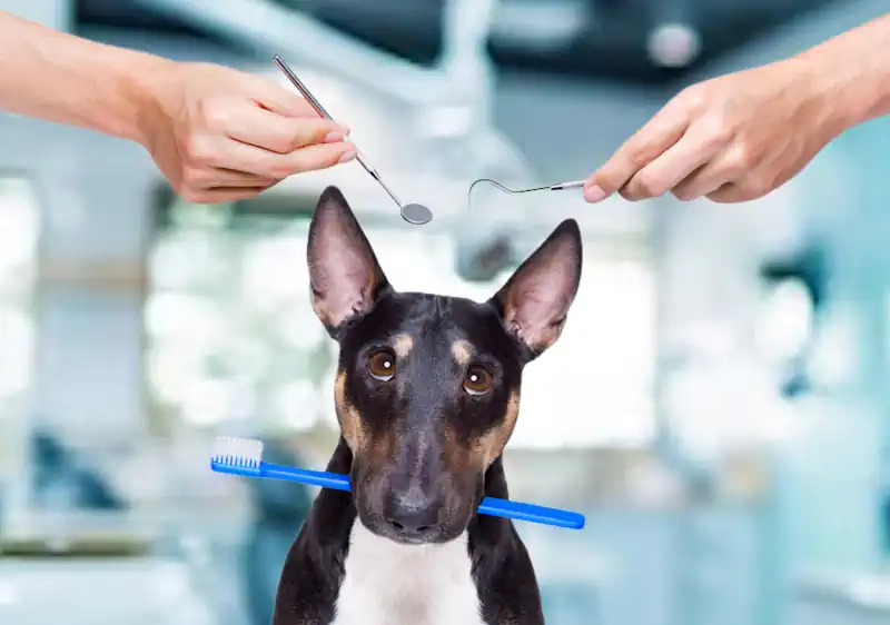 Dog Dental Health