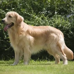 The Golden Retriever