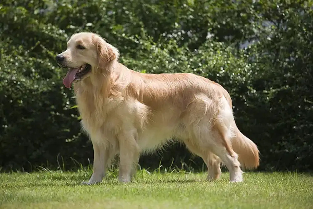 The Golden Retriever