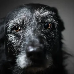 Black Dog Syndrome
