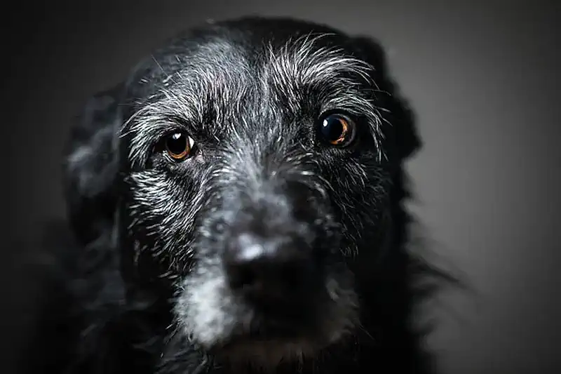 Black Dog Syndrome