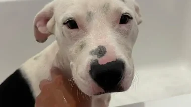 Bullet the Shelter Dog