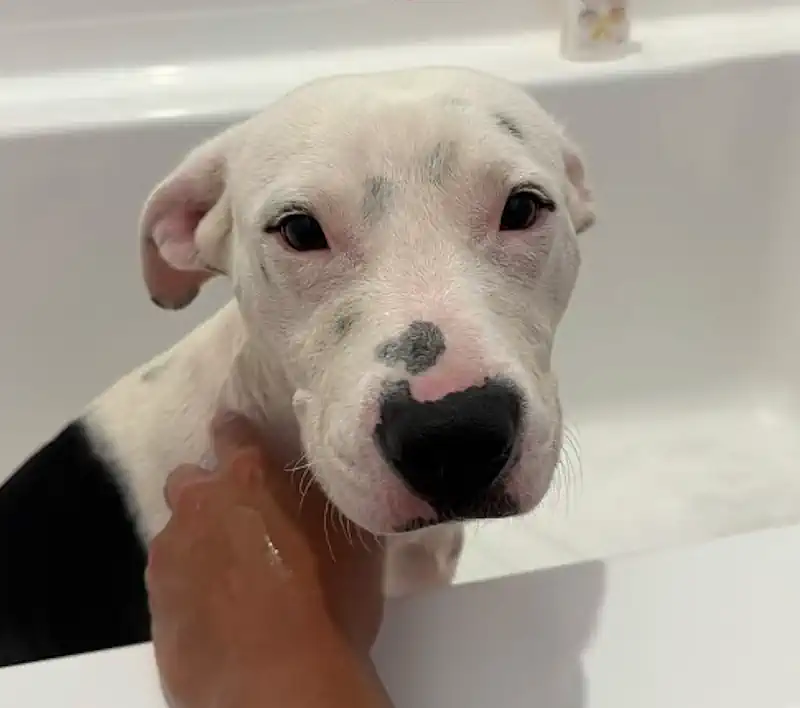 Bullet the Shelter Dog