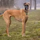 Deep-Chested Great Dane
