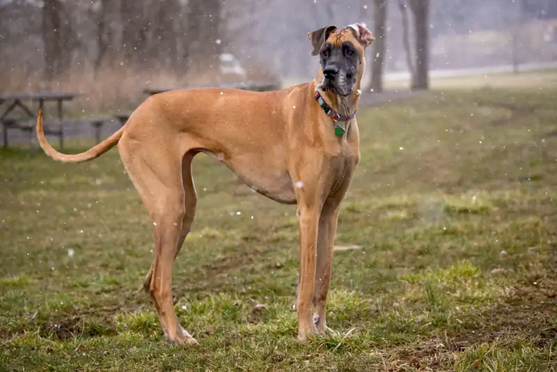 Deep-Chested Great Dane