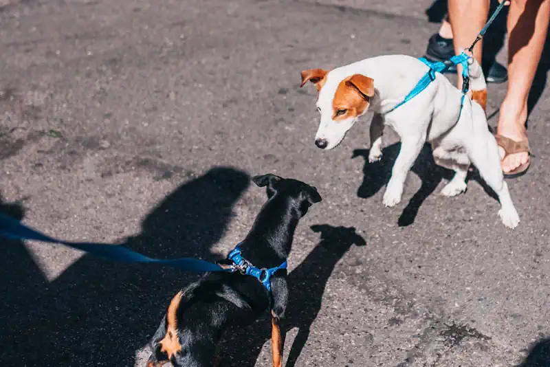 Keeping Aggressive Dogs on Leashes