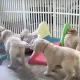 Puppy Cam Puppies