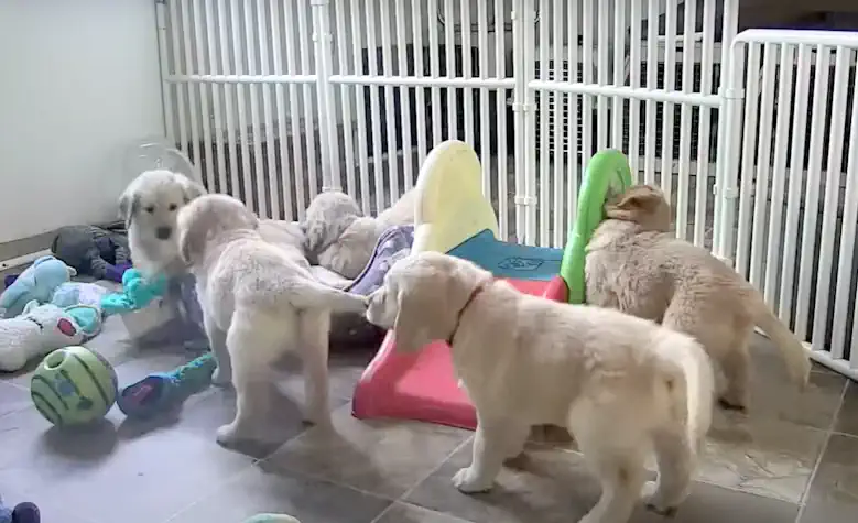 Puppy Cam Puppies