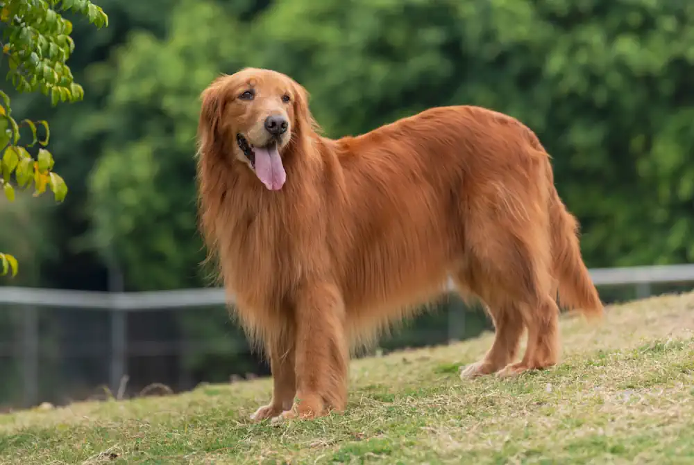 Golden Retriever with Darker Gold Coat